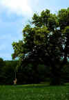 Amherst Tree.jpg (97758 bytes)